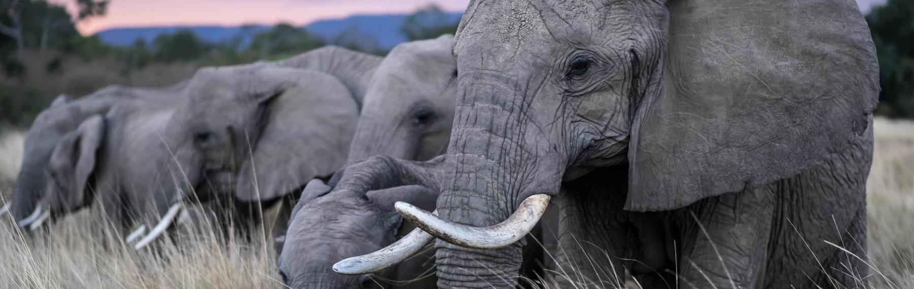 Elefanter i Kenya