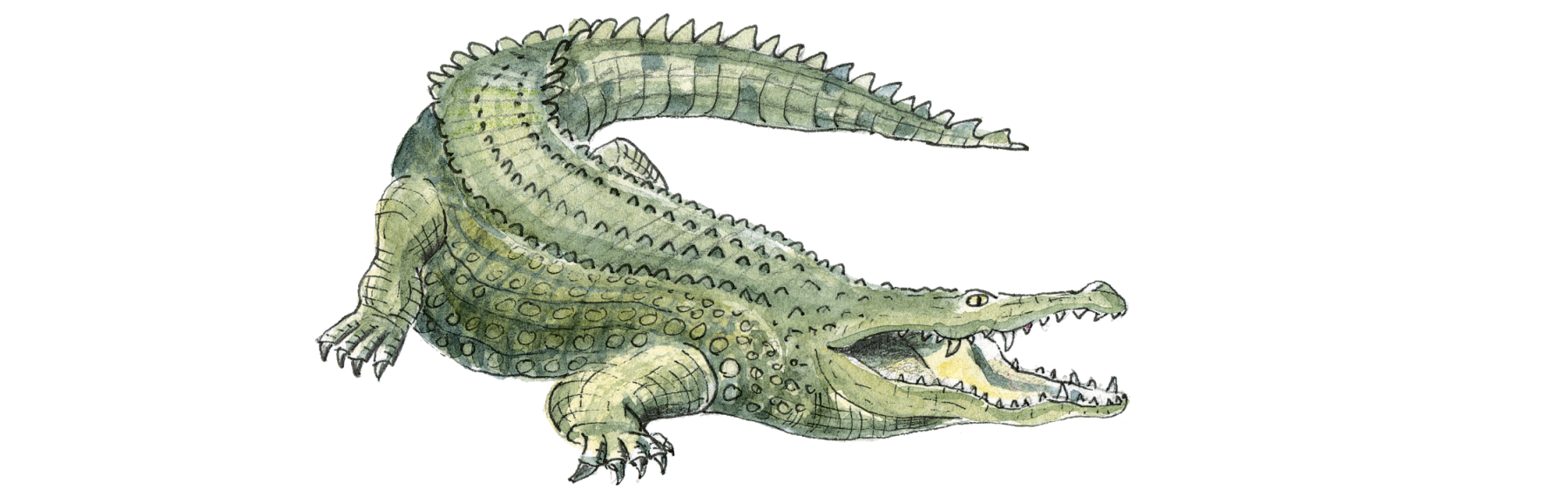 Bildresultat fÃ¶r krokodil