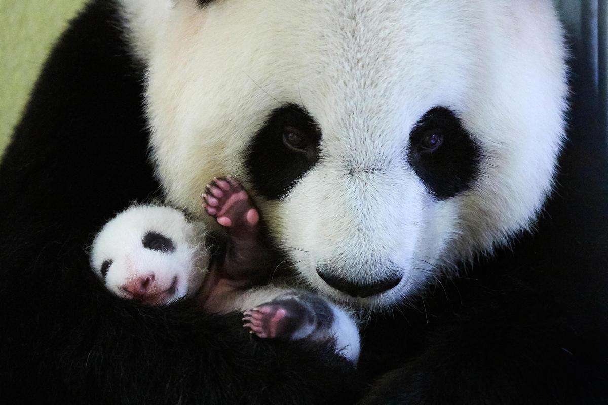 Panda med unge.