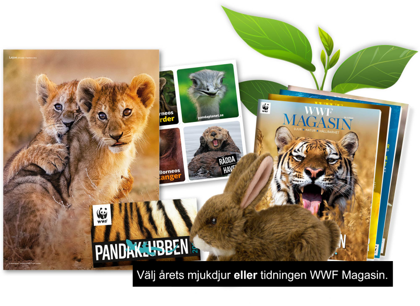 Pandaklubben medlemspaket 2023