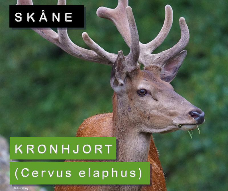 Skåne: Kronhjort