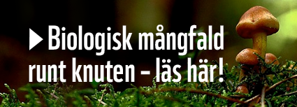 Biologisk mångfald runt knuten – läs här