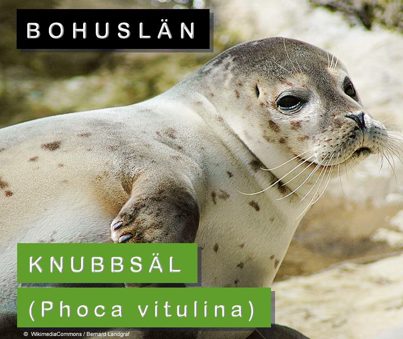 knubbsäl