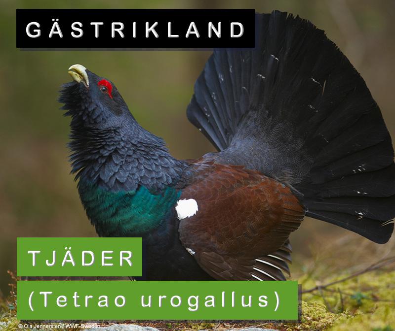 gästrikland: tjäder