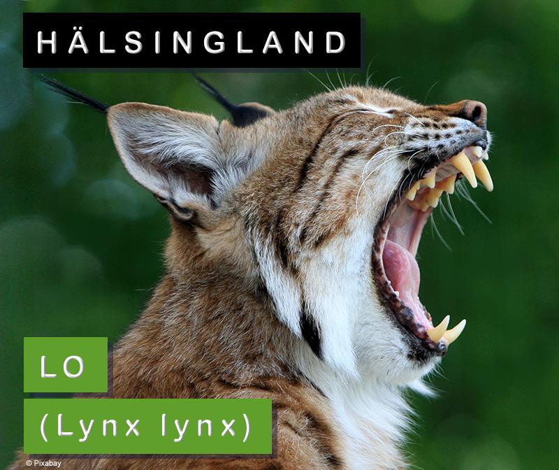 Hälsingland: lo