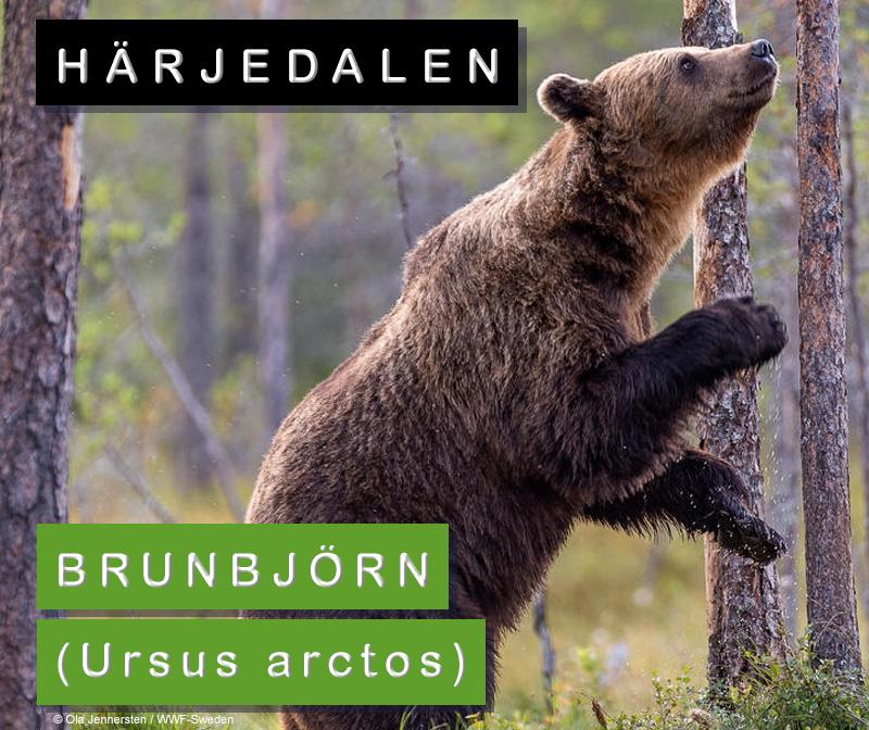 Härjedalen: brunbjörn