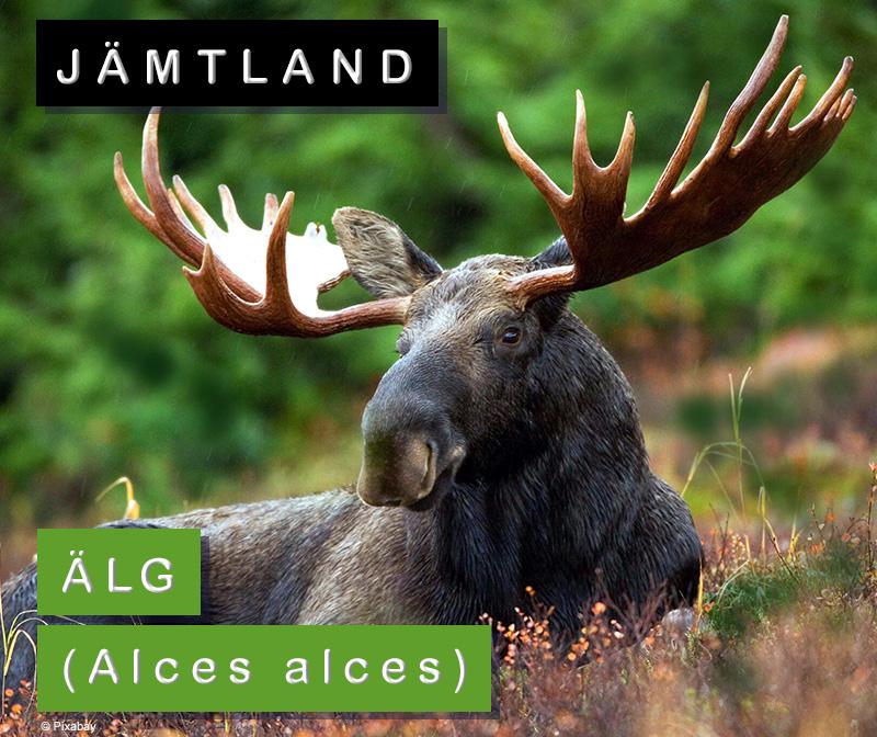 Jämtland: älg