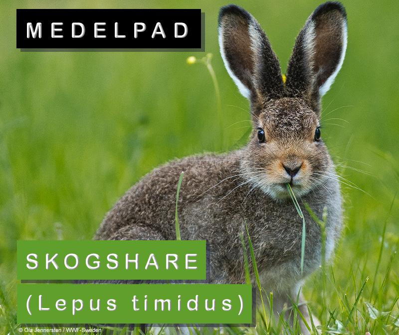 Medelpad:skogshare