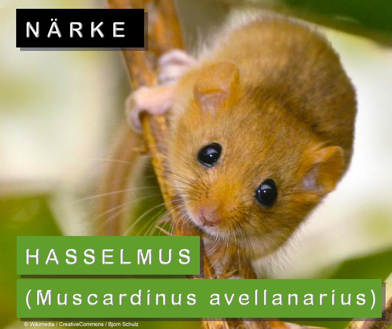 Närke: hasselmus