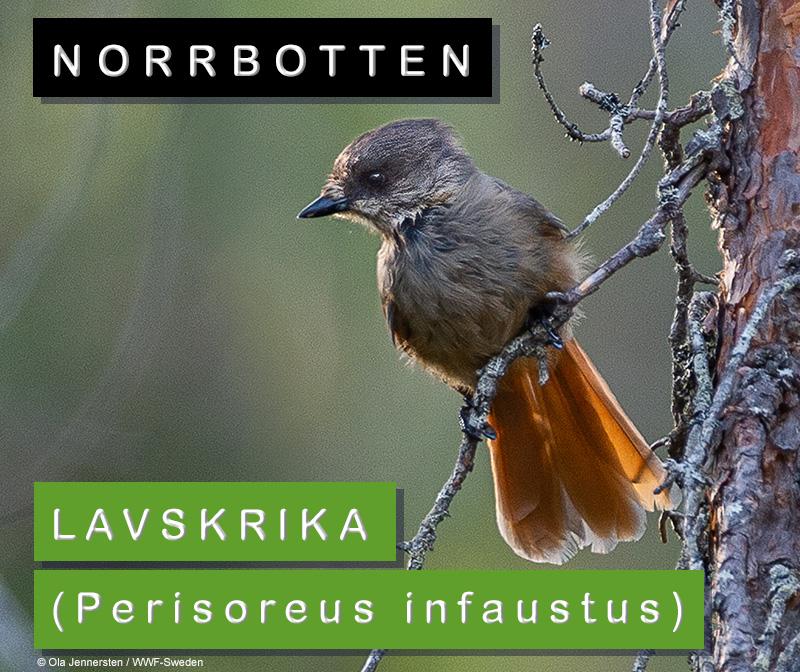 Norrbotten: lavskrika