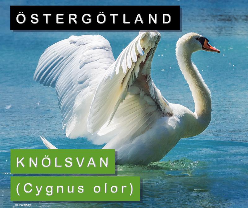 Östergötland: Knölsvan