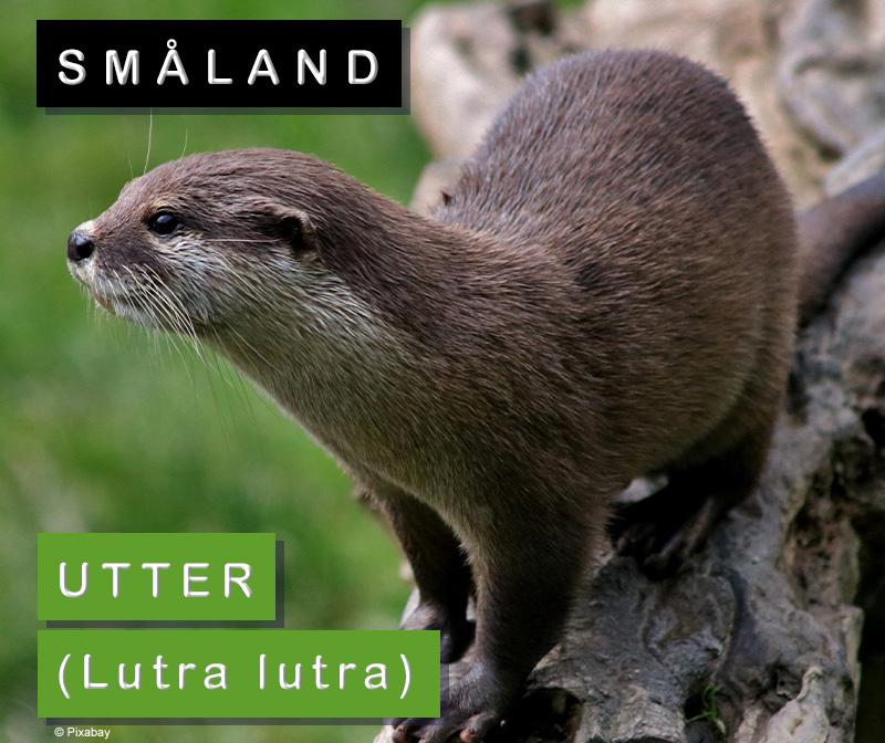 Småland: utter