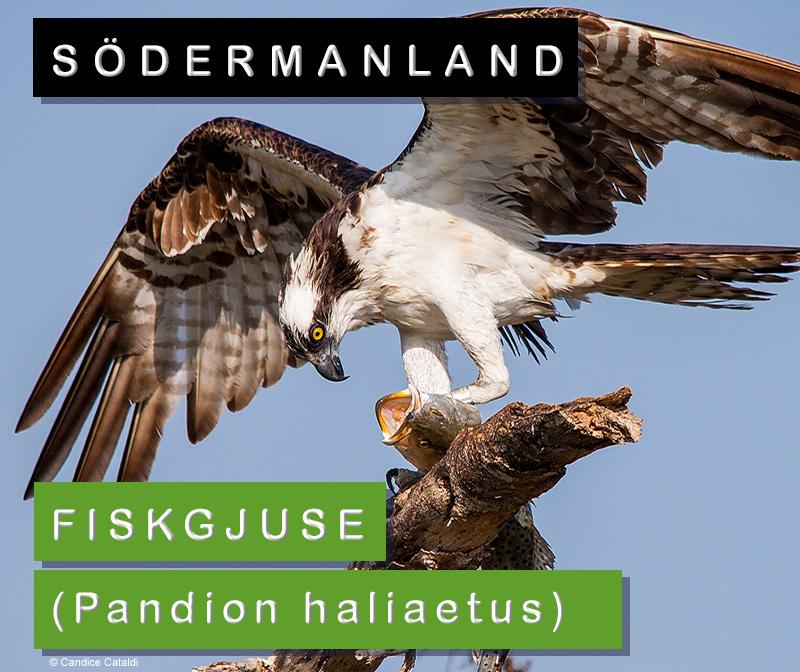 Södermanland: fiskgjuse