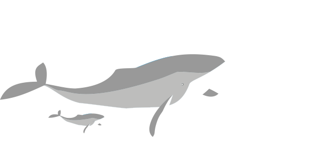 blåvalen kan bli 30 meter lång