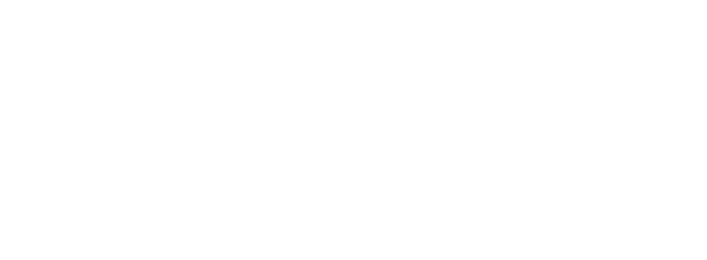 vanlig giraff och okapi