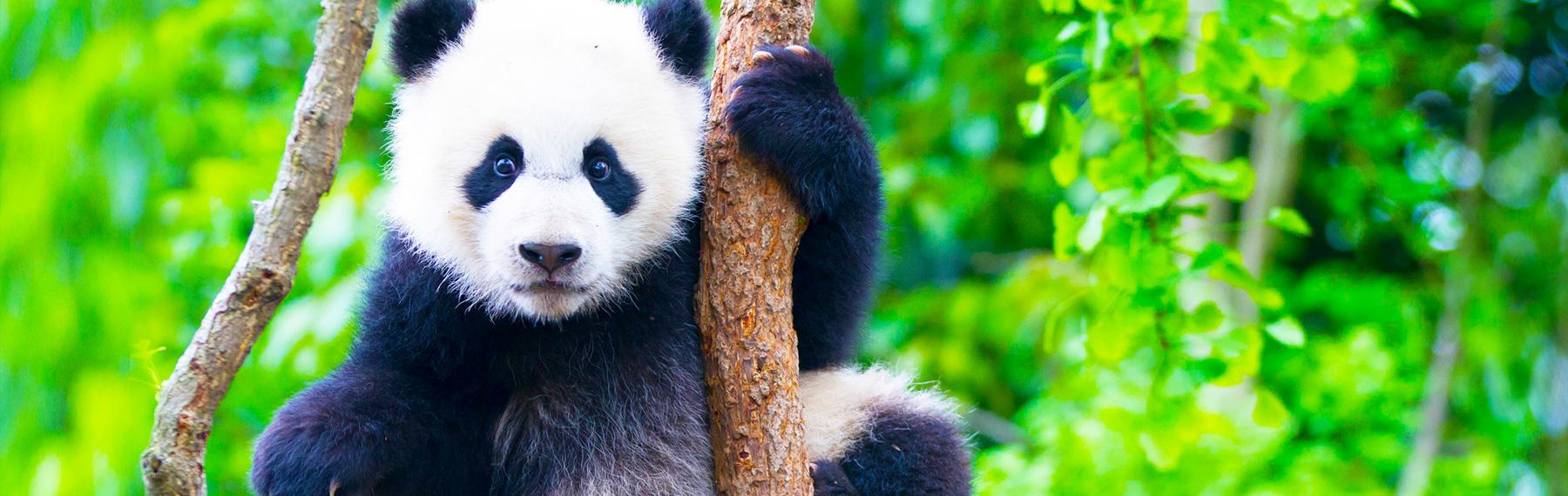 © Brad Josephs panda
