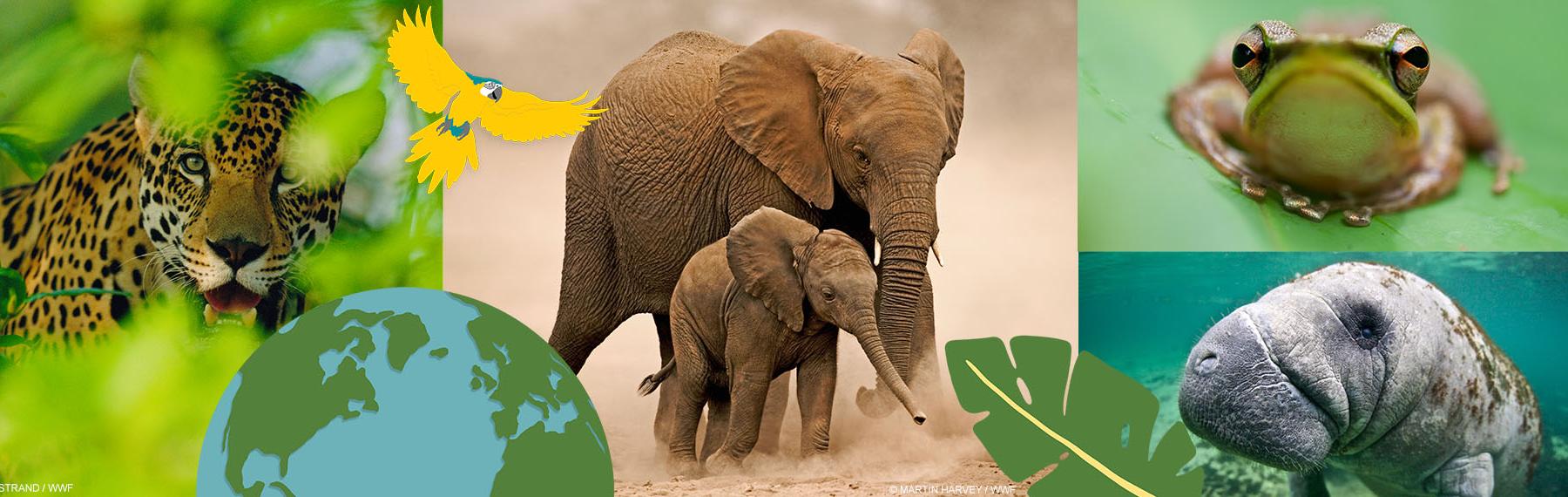 Living Planet Report Djurkollage