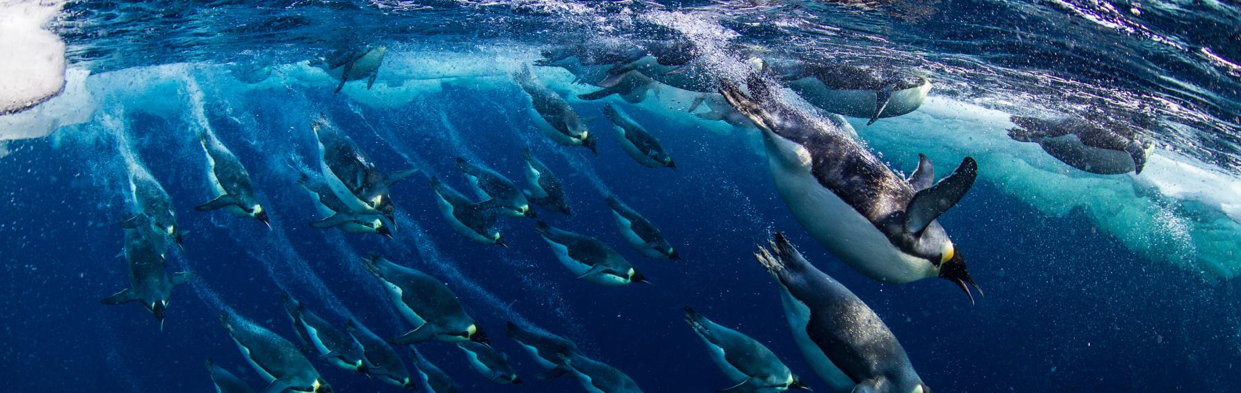 © National Geographic Creative/Paul Nicklen/WWF Kejsarpingvin dyker