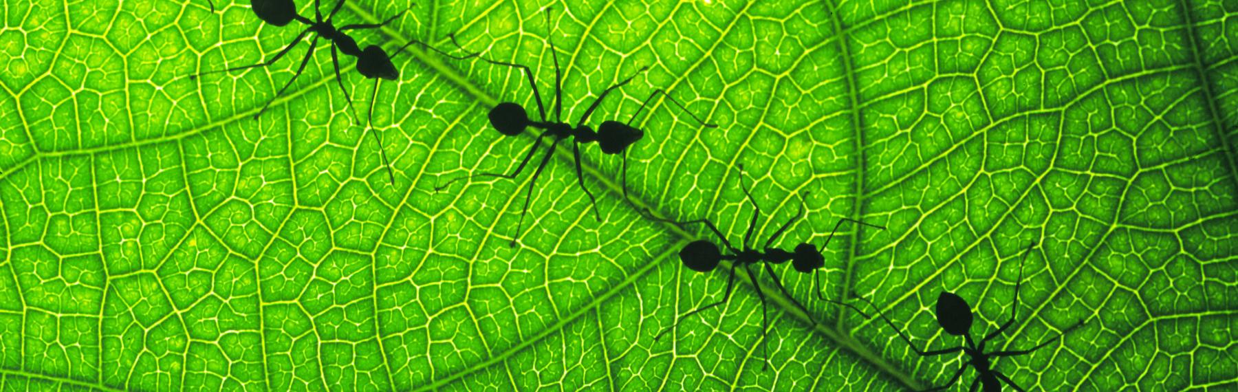 © Chris Martin Bahr / WWF Myror
