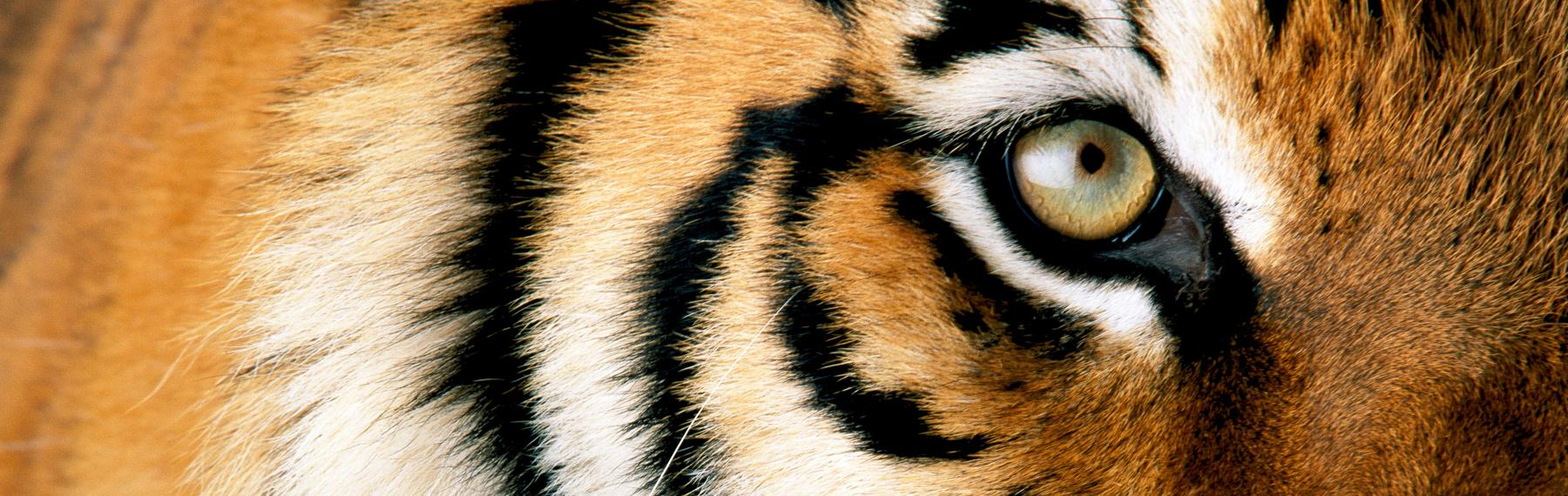 © National Geographic Stock / Michael Nichols / WWF Tigeröga