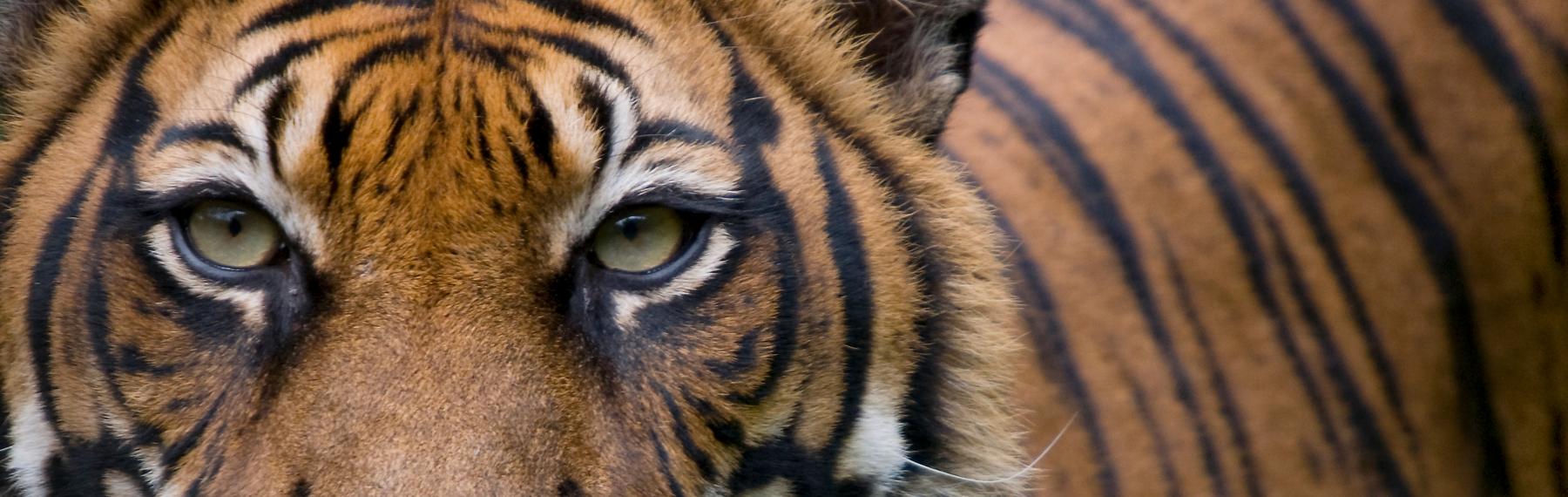 © naturepl.com / Edwin Giesbers / WWF Tiger