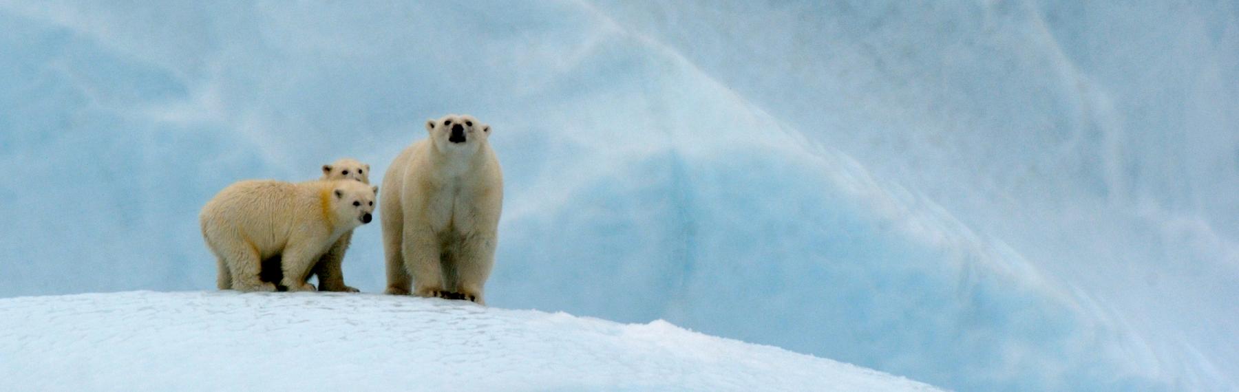 © naturepl.com / Eric Baccega / WWF Isbjörnar
