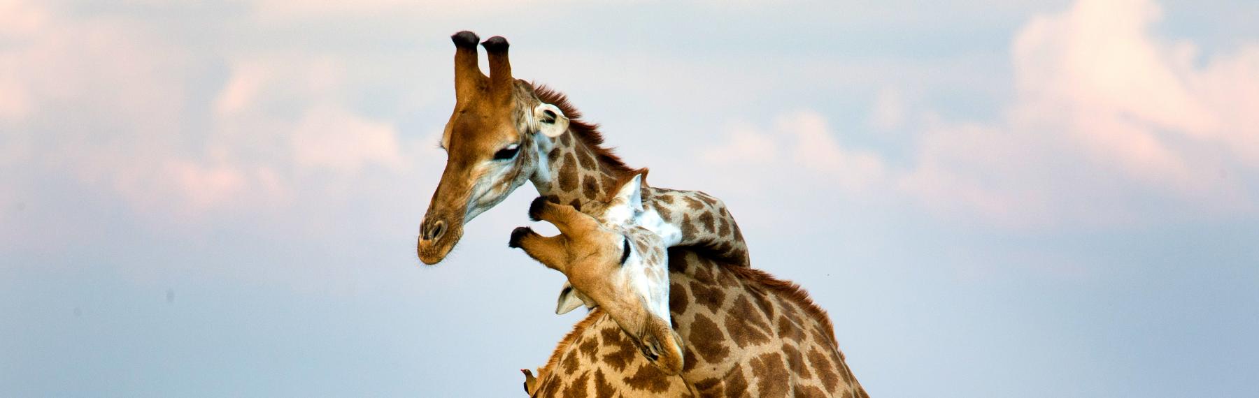 © Shutterstock / Tim_Blooth / WWF-Sweden Giraffer