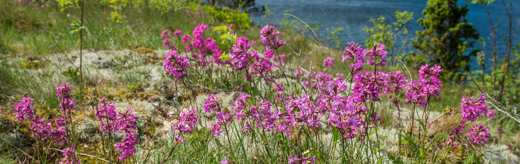 © Ola Jennersten / WWF-Sweden Tjärblomster