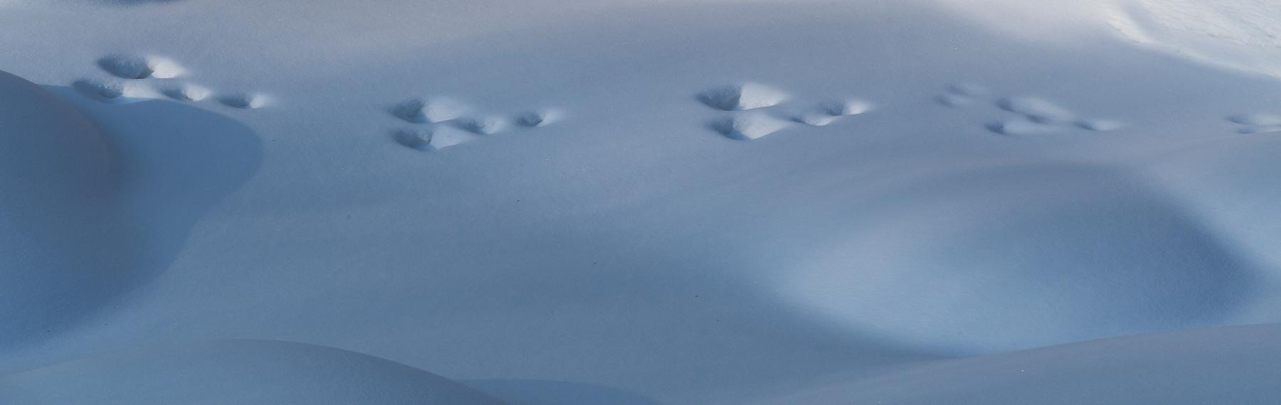 © Ola Jennersten / WWF-Sweden Spår av skogshare