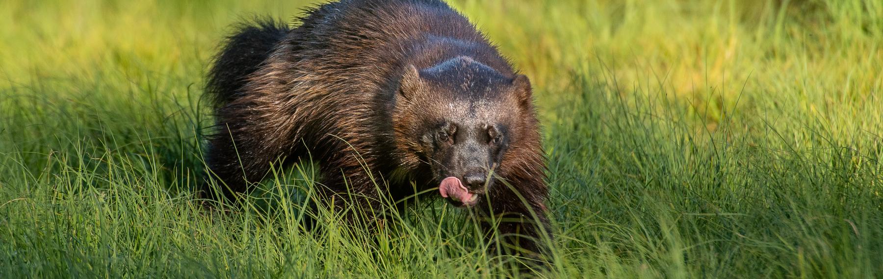 © Ola Jennersten / WWF-Sweden Järv