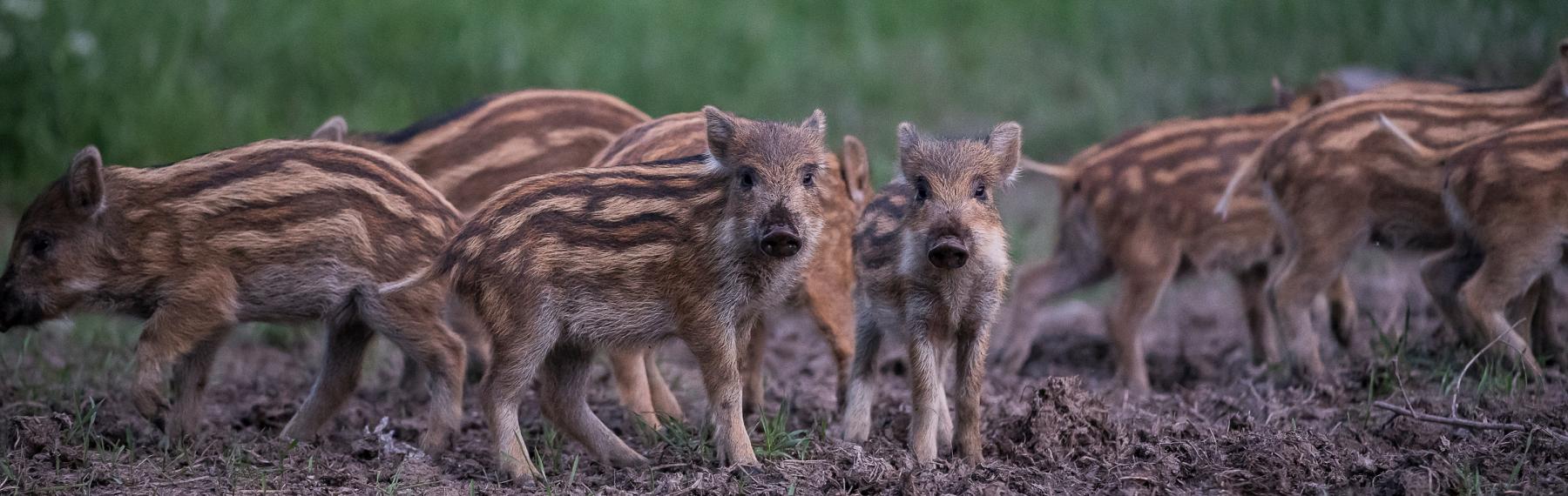 © Ola Jennersten / WWF-Sweden Vildsvin