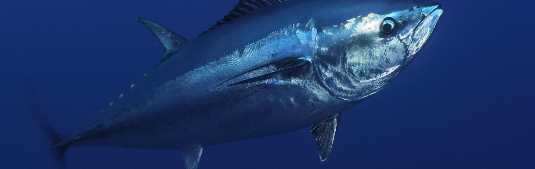 © Wild Wonders of Europe / Zankl / WWF Tonfisk