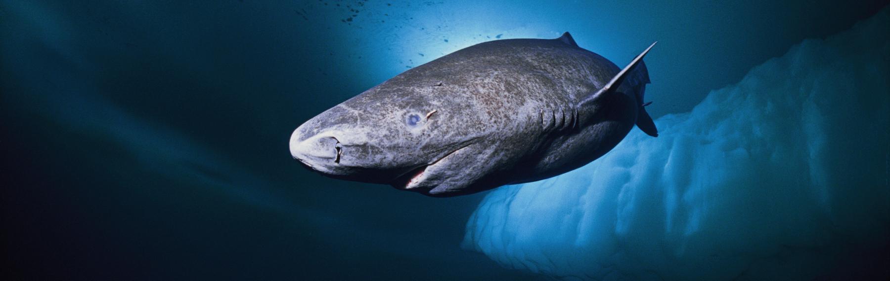 © National Geographic Stock / Nick Caloyianis / WWF Håkäring
