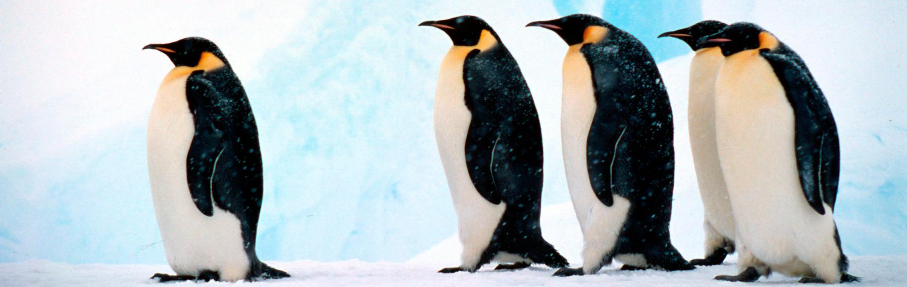 © Fritz Pölking / WWF Pingvin