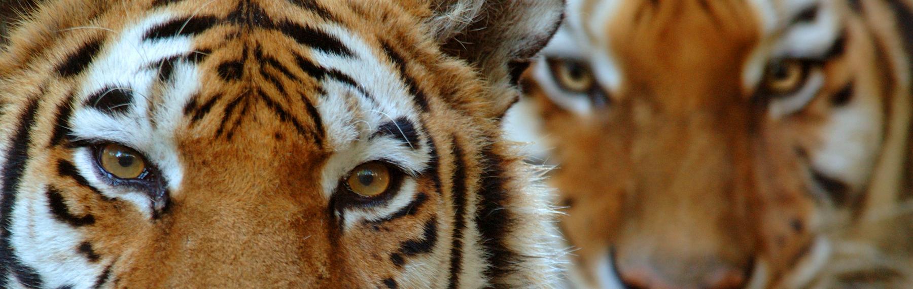 © naturepl.com / Edwin Giesbers / WWF Tigrar