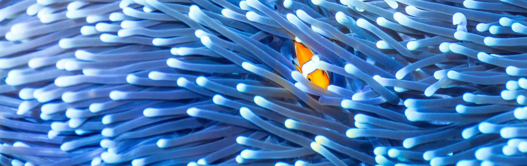 © James Morgan / WWF-US Clownfisk