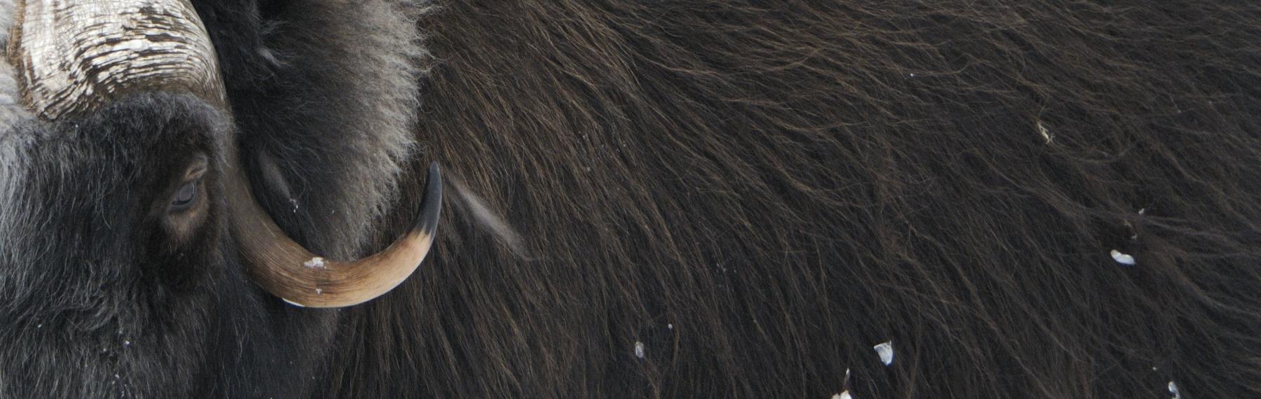 © Wild Wonders of Europe / Munier / WWF Myskoxe