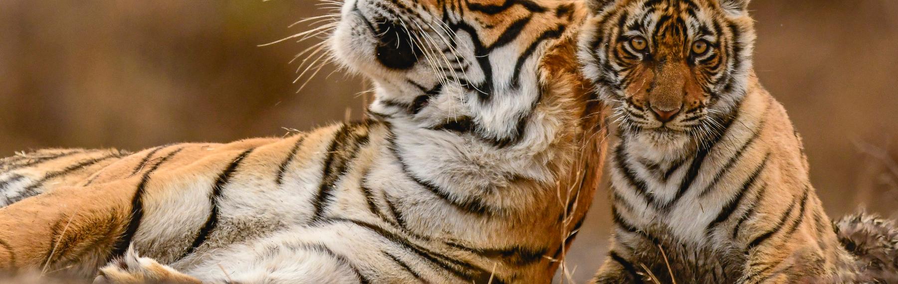 Tigrar © Shutterstock / Bhasmang Mehta / WWF-International Tigrar © Shutterstock / Bhasmang Mehta / WWF-International