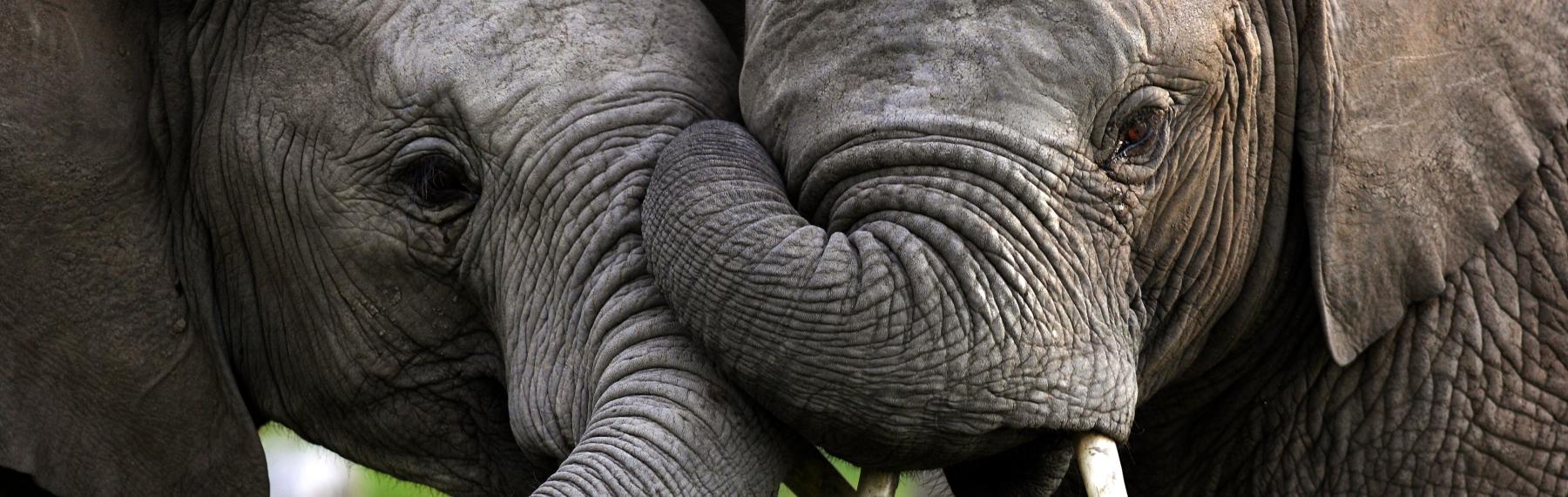 © Shutterstock / Jonathan Pledger / WWF-Sweden Två elefanter