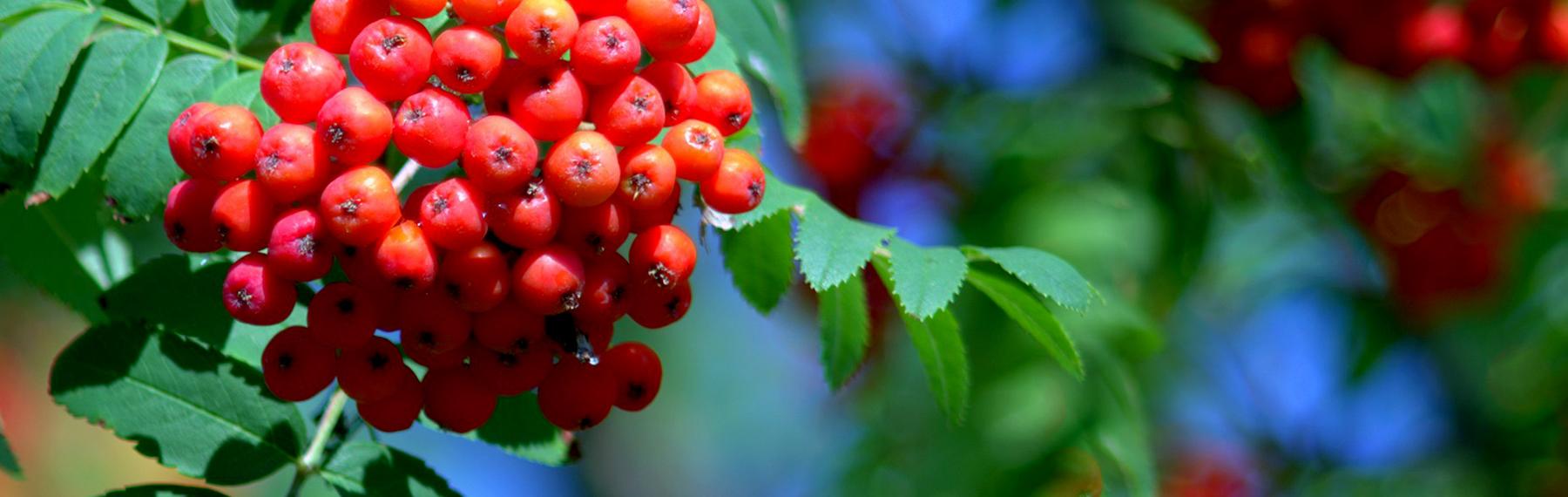 Foto: Pixabay / CreativeCommons rönnbär