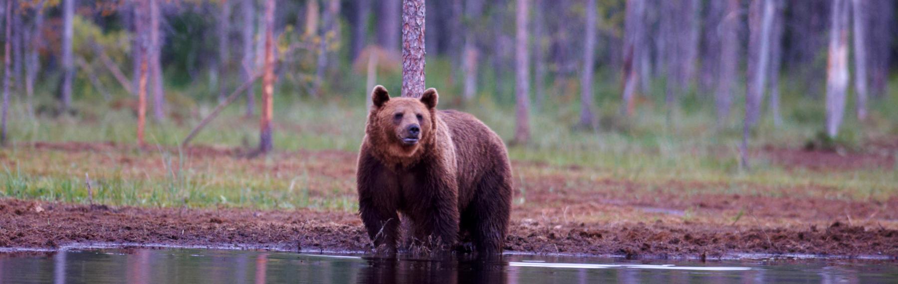 © Ola Jennersten/WWF-Sweden Brunbjörn