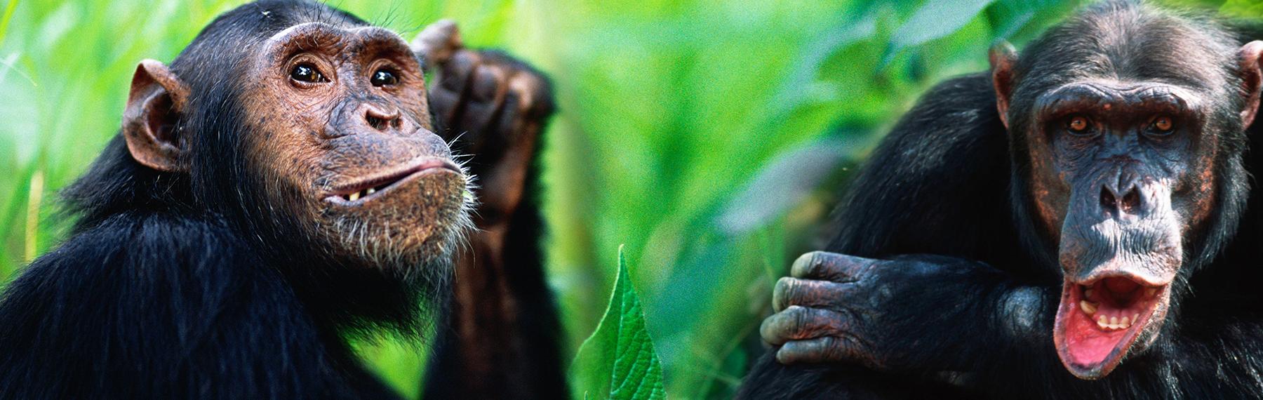 © naturepl.com / Anup Shah / WWF © Martin Harvey / WWF schimpanser