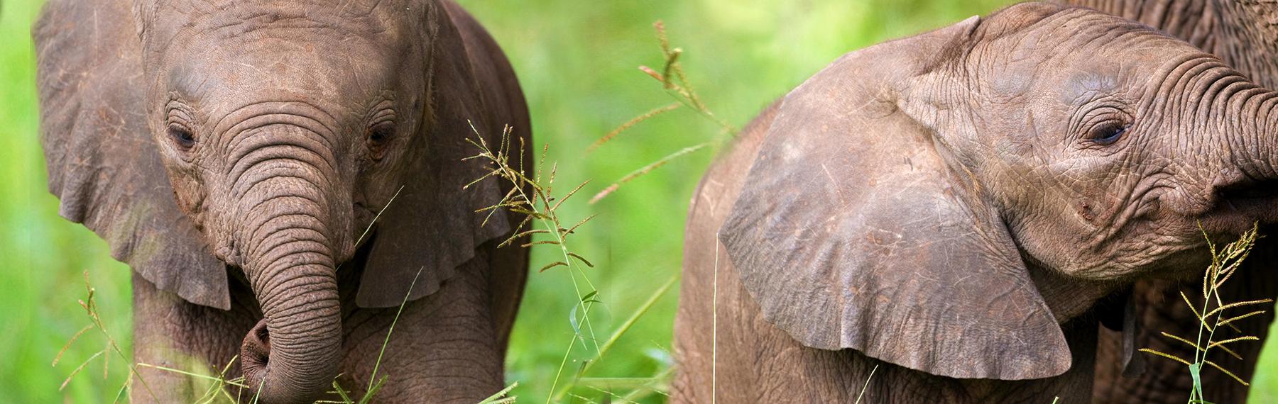 © Steve Morello / WWF Elefantungar