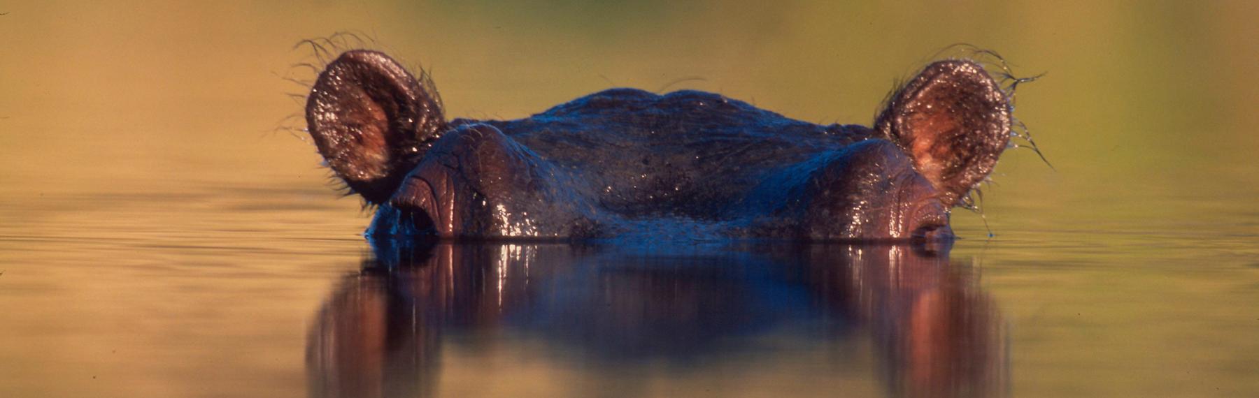 © Martin Harvey / WWF Flodhäst