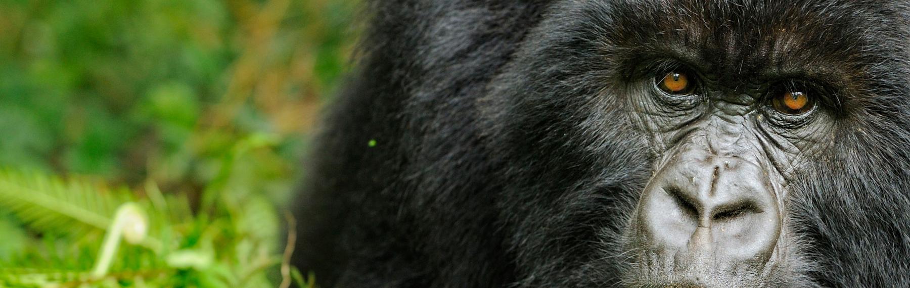 © Andy Rouse Gorilla