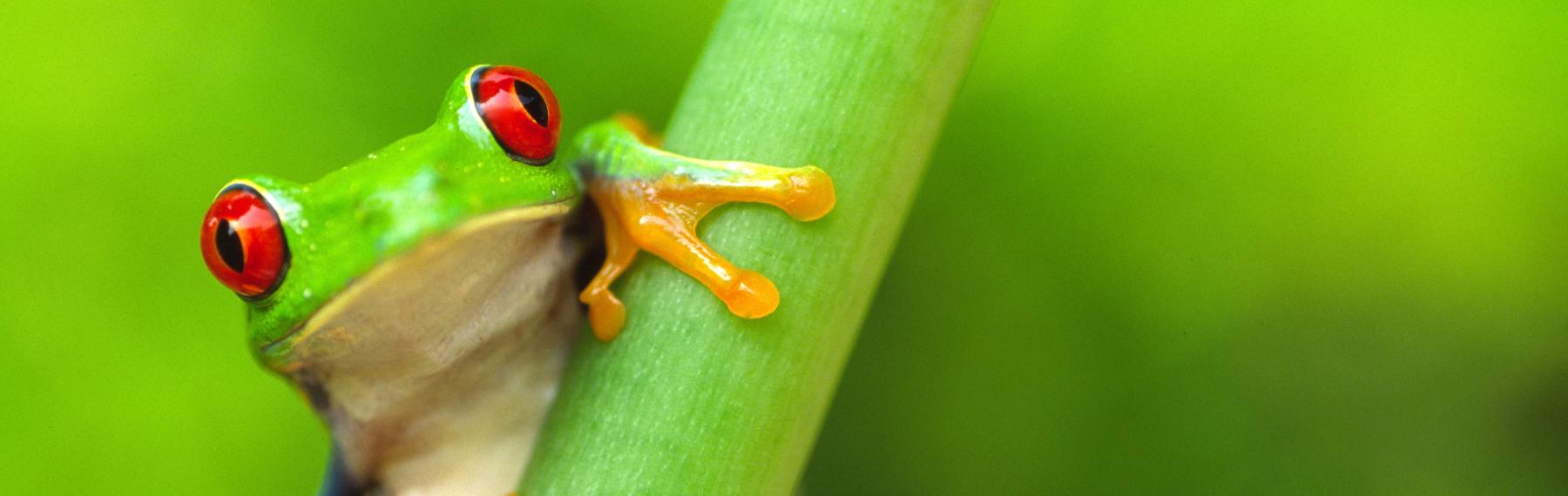 © naturepl.com/Edwin Giesbers/WWF Groda
