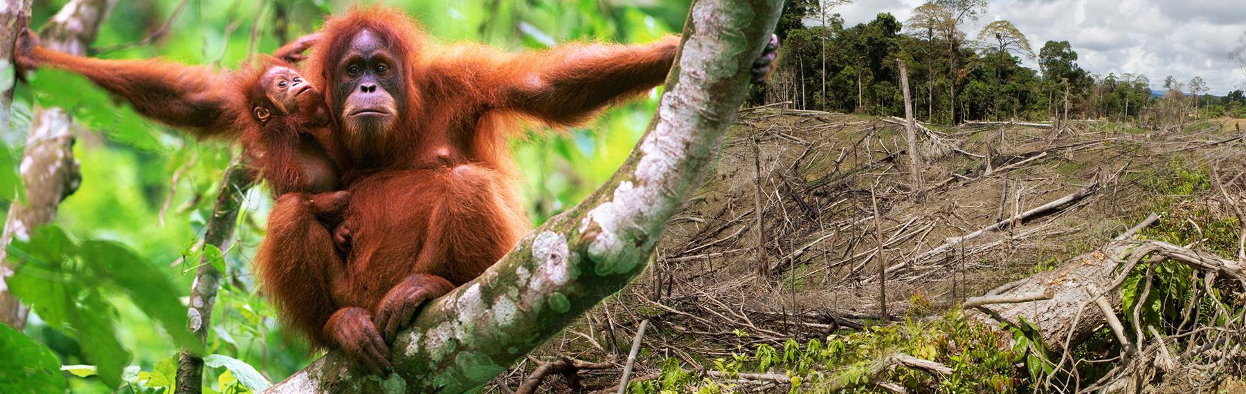 © naturepl.com / Fiona Rogers / WWF © naturepl.com / Anup Shah / WWF orangutang och kalhygge