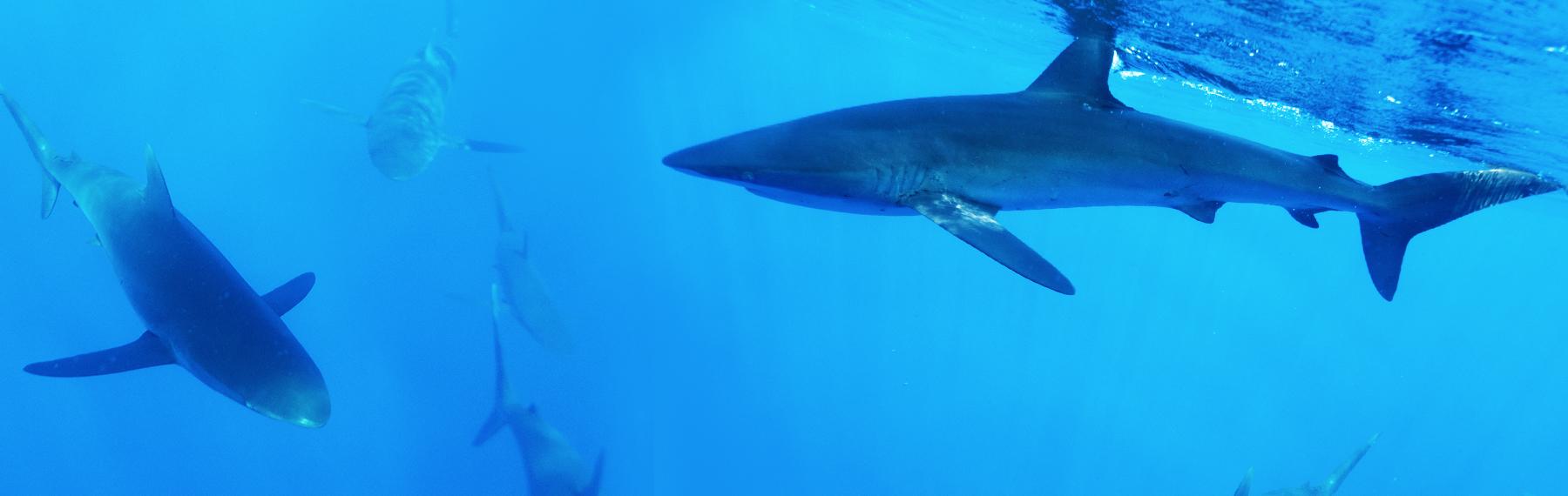 © Daniel Versteeg / WWF Hajar