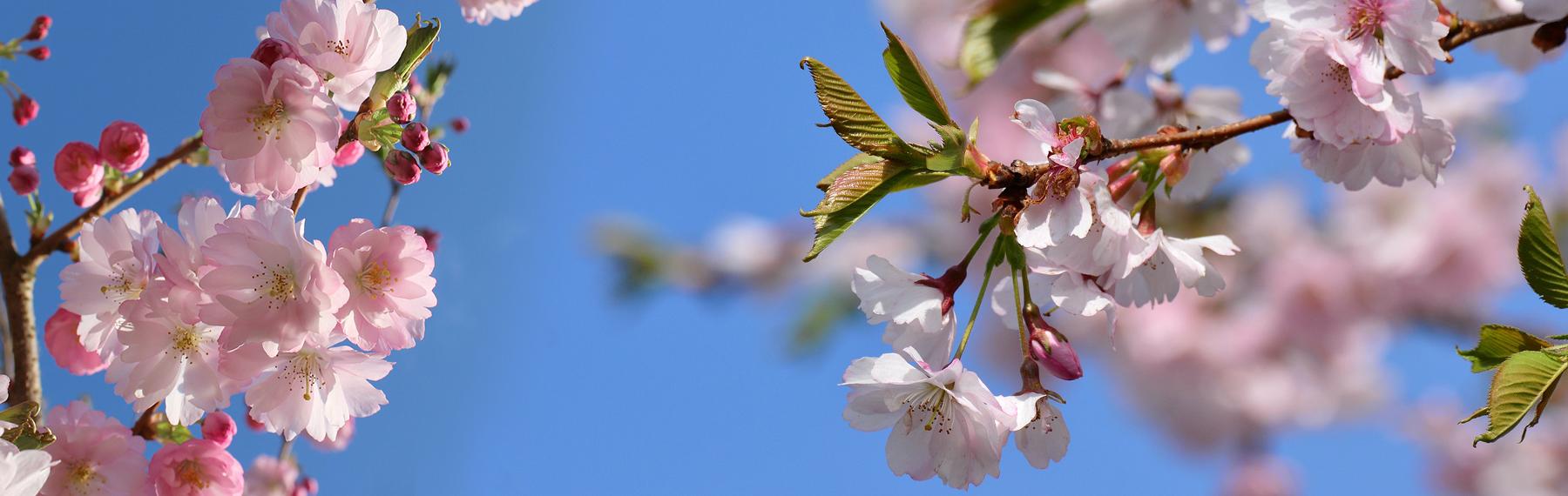 Foto: Pixabay / CreativeCommons körsbärsblom