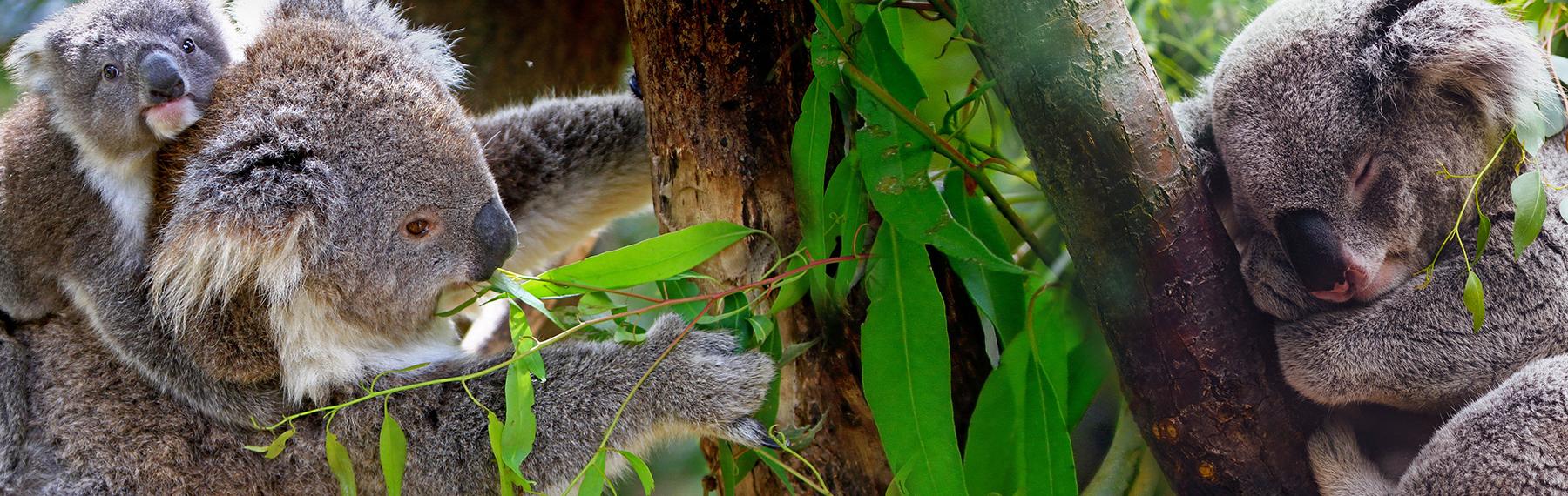 Foto: Pixabay / CreativeCommons koalor